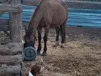 Mare, Horse breed — photo 5