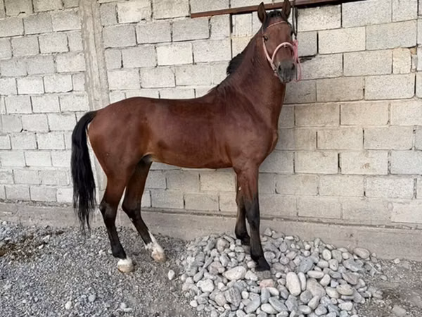 حصان, Akhal-Teke