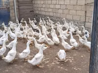 Amerika Pekin — 1-rasm