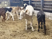 የከብት እንስሳት (ቡድን፣ ጾታ አልተጠቀሰም), Cattle — ፎቶ 4