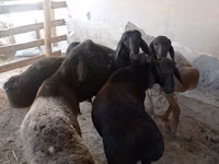 Κριός, Πρόβατα — φωτογραφία 2