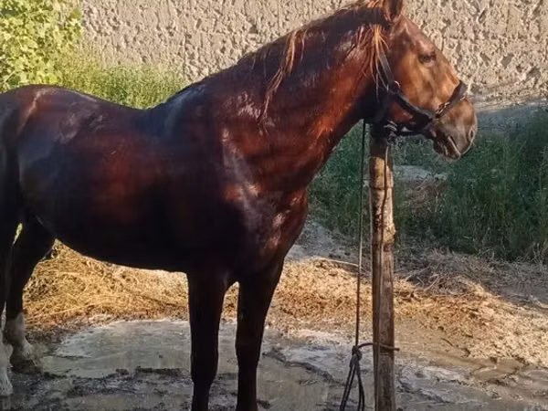 Horse (M), Karabakh horse — Uzbekistan