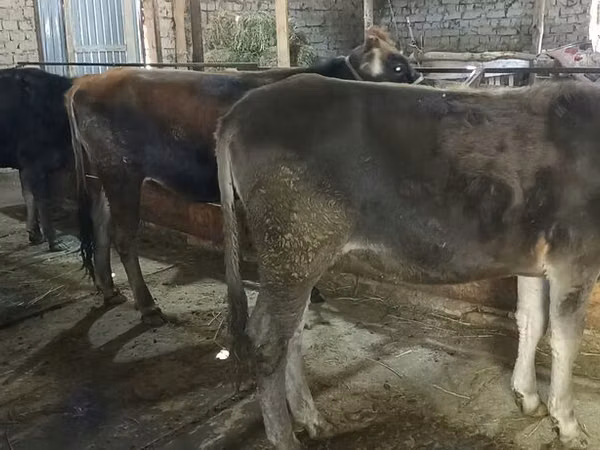 Cow, Swiss cattle — Kyrgyzstan