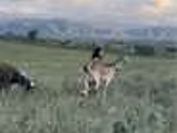Goat, Goats — Kazakhstan
