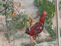 Chickens — عکس 4