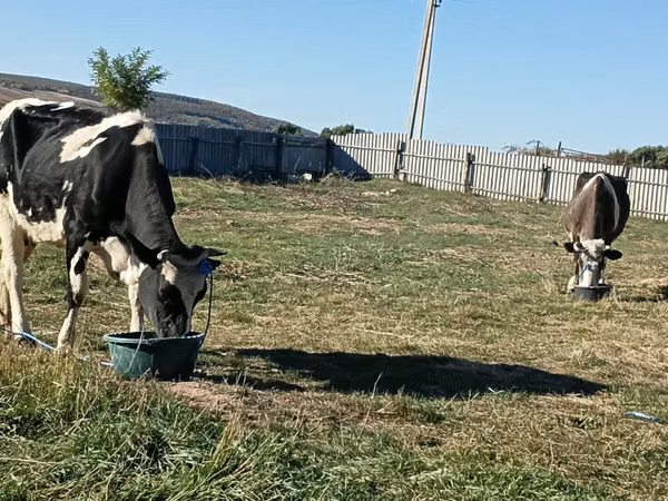 گاو ماده, Russian Black pied cattle