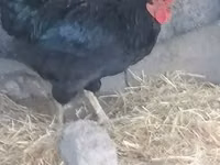 Chickens — รูปภาพ 4