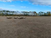 Får, Merino sheep — foto 2