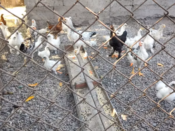 Chickens — Kyrgyzstan