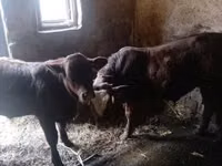 Toro, Mucca limousine — foto 1