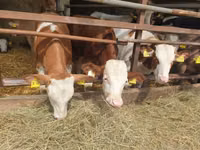گاو و گوساله (گروه، جنسیت مشخص نشده), Simmental cattle — عکس 5