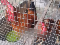 Chickens — foto 3
