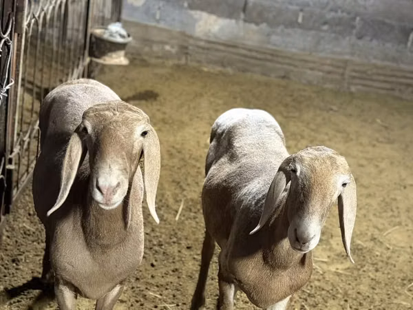 Sheep, Arashan sheep