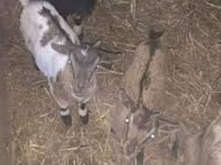 Goat, Dutch Landrace goats — photo 1
