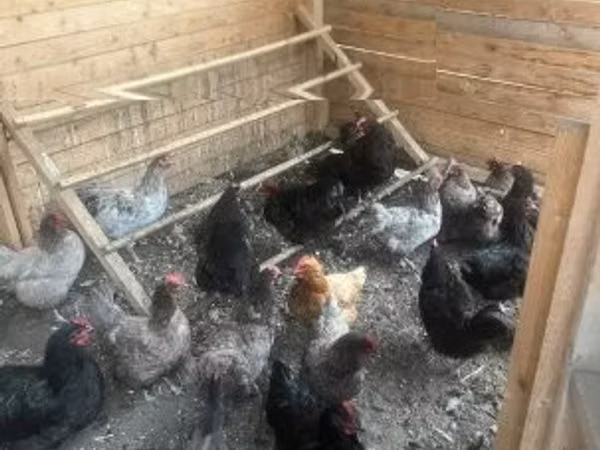 آسترالورپ