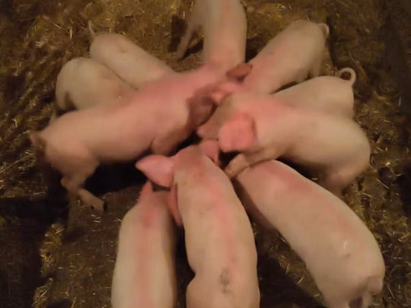 Boar, Pigs — Kazakhstan