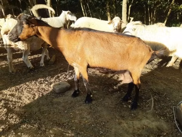 Goat, Goats — Hungary