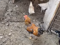 Chickens — sawirka 2