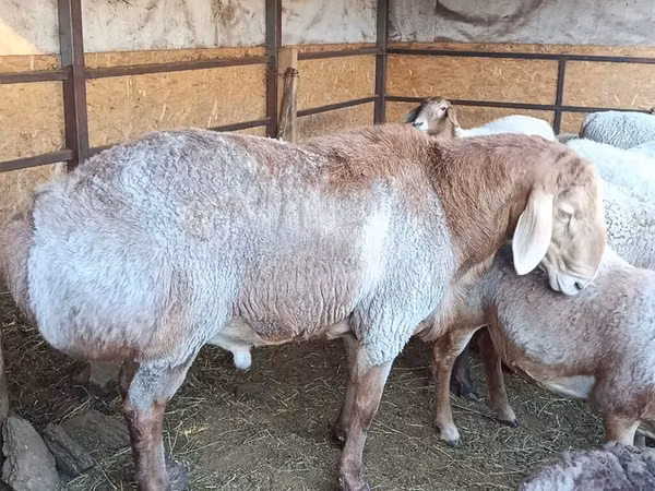 Sheep, Arashan sheep — Kyrgyzstan