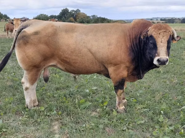 Bull, Partenaise cattle — United Kingdom