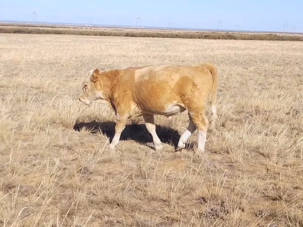 Bulle, Simmental cattle — Kasachstan