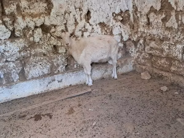 Cabra, Russian White goat