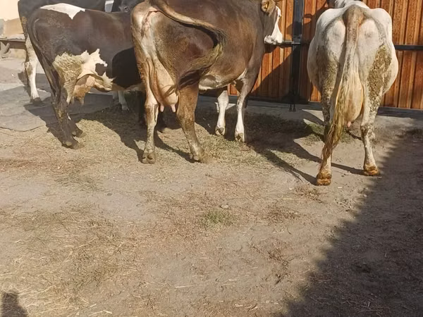 Cow, Holstein breed