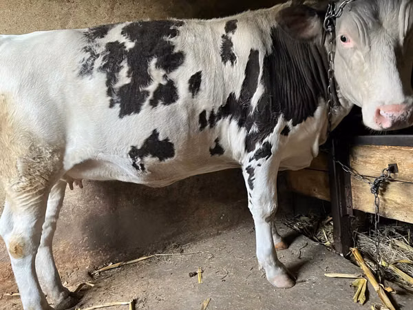Cow, Russian Black pied cattle — Moldova