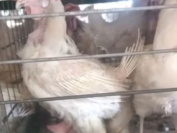 Chickens — Azerbaïdjan