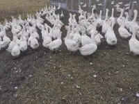 Geese — sawirka 3