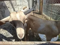 Buk, Alpine goat — foto 7