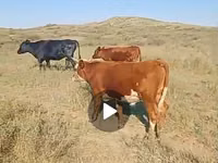 公牛, Cattle — 照片 2