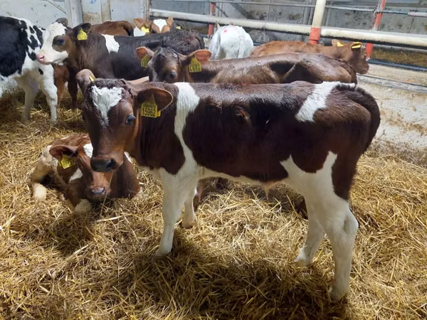 วัวตัวผู้, Simmental cattle