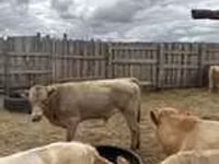 Toro, Mucca kazaka a testa bianca — foto 4