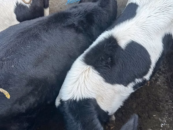 İnək, Russian Black pied cattle