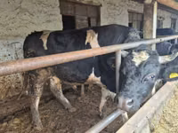 황소, Russian Black pied cattle — 사진 2