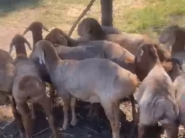 Sheep, Sheep — Kyrgyzstan