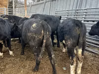 Stier, Aberdeen-Angus — foto 2