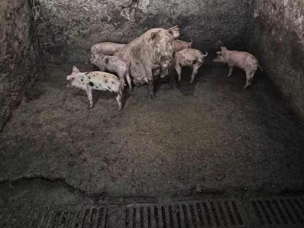 Sow, Pigs — Moldova