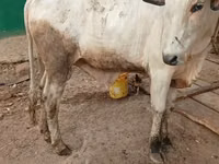 گاو نر, گاو — عکس 1