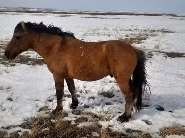 Kuda betina, Horses — Kazakhstan
