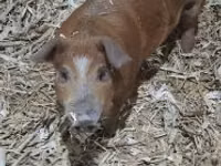 Boar — photo 4