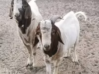 Billy Goat, Boer goat — photo 1