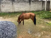 公马, Horses — 照片 2