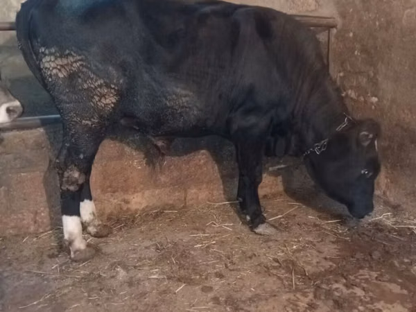 Bull, Aberdeen-Angus — Azerbaijan