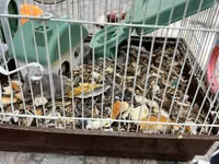 Hamster qəfəsi – tam dəst

15 ədədi qab qaşıg satıram — снимка 3
