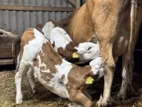 Cow, Simmental cattle — photo 2