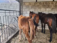 Cavalo, Cavalos — foto 5