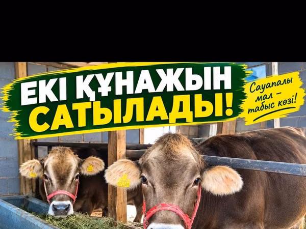Cow, Alatau breed — Kazakhstan