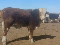 Toro, Aberdeen-Angus — foto 8
